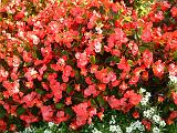 Begonias bedding